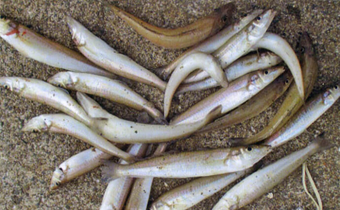 大入島・日向泊港の投げ釣りで25cm超キス続出！【大分】マゴチ67cm＆イトヨリ51cmも登場