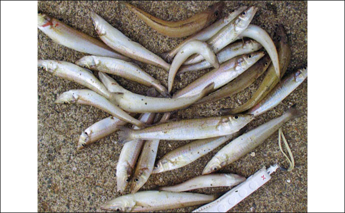 大入島・日向泊港の投げ釣りで25cm超キス続出！【大分】マゴチ67cm＆イトヨリ51cmも登場