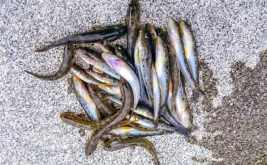 「秋晴れの運河でハゼ連発！」霞ケ浦緑地公園のちょい投げ釣りで32匹手中…