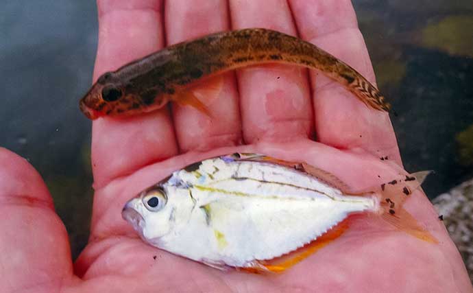 「秋晴れの運河でハゼ連発！」霞ケ浦緑地公園のちょい投げ釣りで32匹手中【三重】