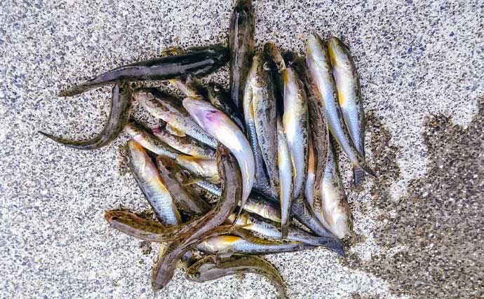 「秋晴れの運河でハゼ連発！」霞ケ浦緑地公園のちょい投げ釣りで32匹手中【三重】