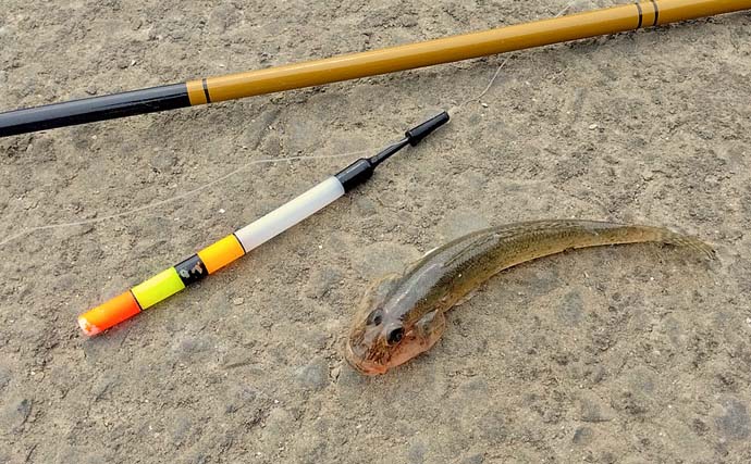 名港貯木場のウキ釣りでハゼ25匹キャッチ！【愛知】セイゴ交じりで手応え十分