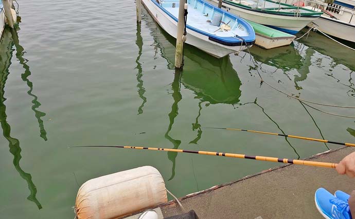 名港貯木場のウキ釣りでハゼ25匹キャッチ！【愛知】セイゴ交じりで手応え十分