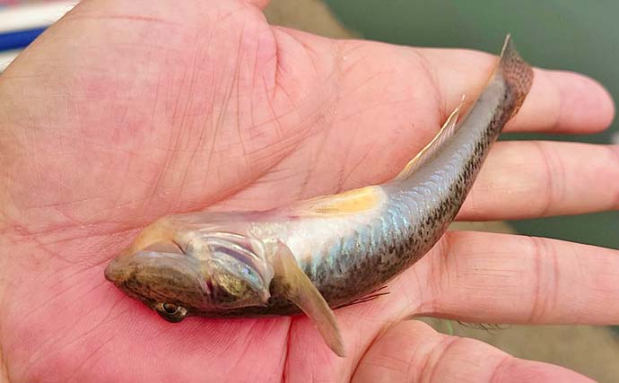 名港貯木場のウキ釣りでハゼ25匹キャッチ！【愛知】セイゴ交じりで手応え十分