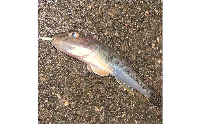 揖斐川のナイトハゼ釣りで21匹キャッチ【三重】ゲストにセイゴやヒイラギもヒット