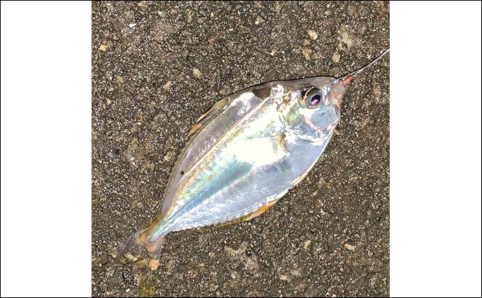 揖斐川のナイトハゼ釣りで21匹キャッチ【三重】ゲストにセイゴやヒイラギもヒット