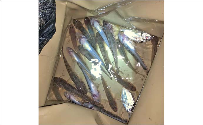 揖斐川のナイトハゼ釣りで21匹キャッチ【三重】ゲストにセイゴやヒイラギもヒット