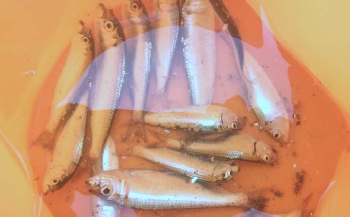 碧南海釣り広場のサビキ釣りでサッパ爆釣！【愛知】ヒイラギ＆セイゴも登場