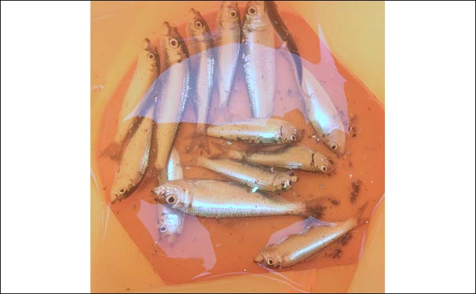 碧南海釣り広場のサビキ釣りでサッパ爆釣！【愛知】ヒイラギ＆セイゴも登場