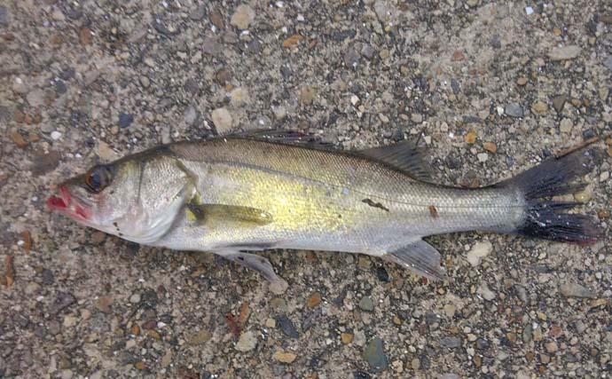 碧南海釣り広場のサビキ釣りでサッパ爆釣！【愛知】ヒイラギ＆セイゴも登場