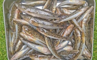 猫実川＆塩浜三番瀬公園のハゼ釣りで37尾キャッチ【千葉】16cm超えウ…