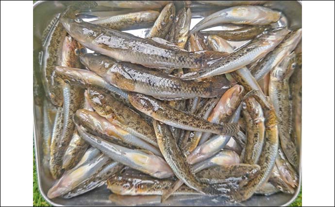 猫実川＆塩浜三番瀬公園のハゼ釣りで37尾キャッチ【千葉】16cm超えウロハゼも登場