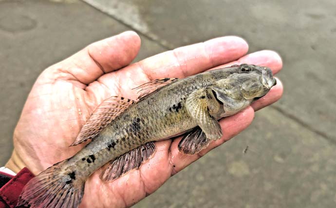 猫実川＆塩浜三番瀬公園のハゼ釣りで37尾キャッチ【千葉】16cm超えウロハゼも登場