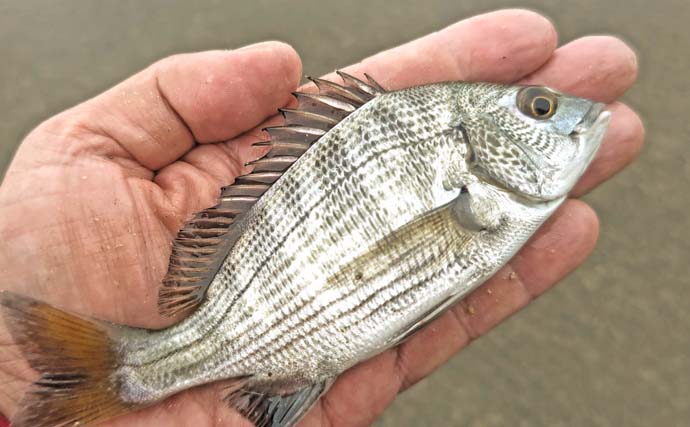 猫実川＆塩浜三番瀬公園のハゼ釣りで37尾キャッチ【千葉】16cm超えウロハゼも登場