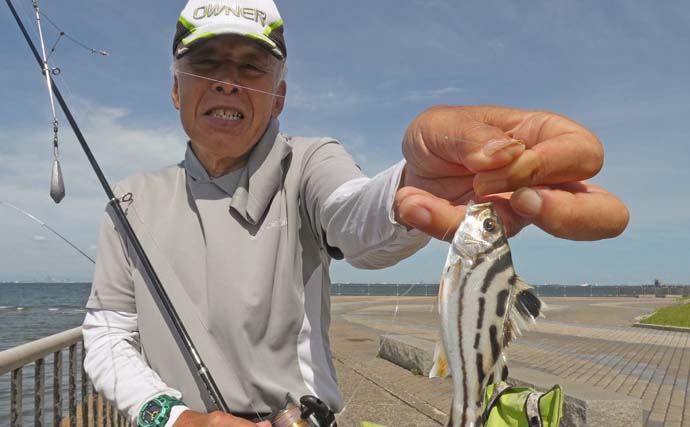 「内房でのんびり釣り日和」富津みなと公園のちょい投げ釣りでハゼ＆セイゴ好調【千葉】