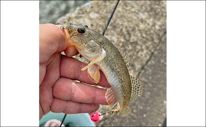 「最大19cm含む20尾！」多々良川のハゼをハゼクラ＆エサ釣り二刀流で攻略【福岡】