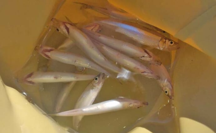 伊自良湖でワカサギ釣り開幕前哨戦！【岐阜】13匹キャッチで手応えあり