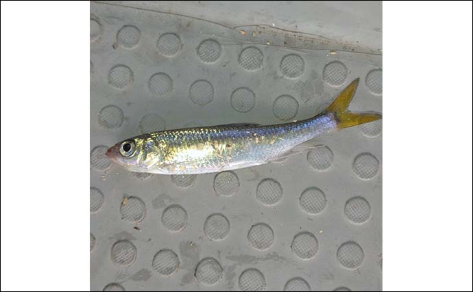 伊自良湖でワカサギ釣り開幕前哨戦！【岐阜】13匹キャッチで手応えあり