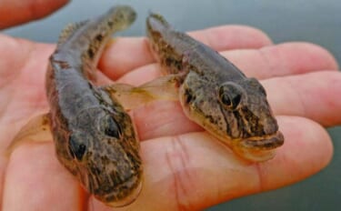 「雨予報でも行って正解！」田中川河口のチョイ投げ釣りでハゼ25匹キャッ…