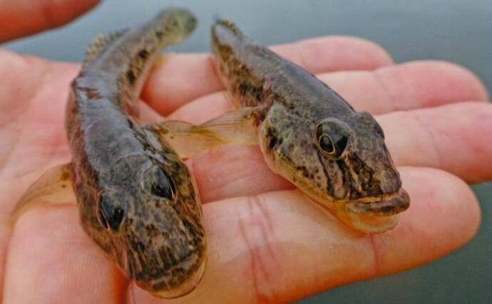 「雨予報でも行って正解！」田中川河口のチョイ投げ釣りでハゼ25匹キャッチ【三重・津市】