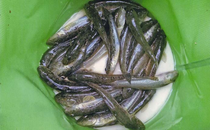 「雨予報でも行って正解！」田中川河口のチョイ投げ釣りでハゼ25匹キャッチ【三重・津市】