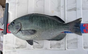 「フカセとショアジギングの二刀流釣行」秋の伊万里湾でクロ・キビレ・サゴ…