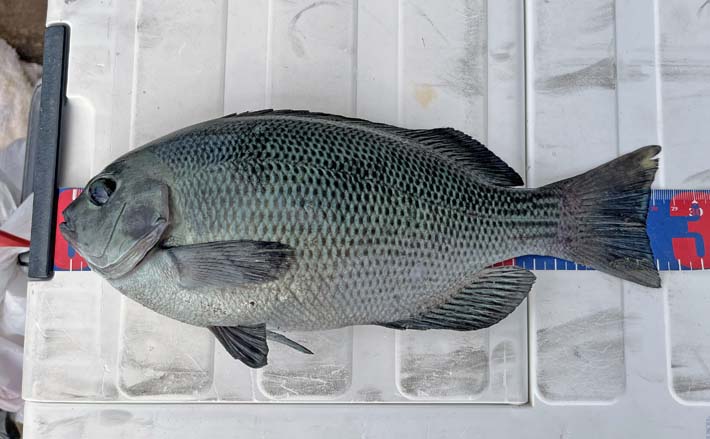 フカセとショアジギングの二刀流釣行」秋の伊万里湾でクロ・キビレ