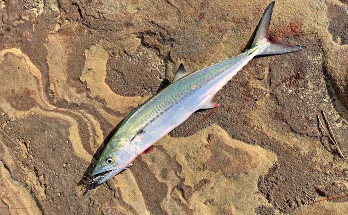 「フカセとショアジギングの二刀流釣行」秋の伊万里湾でクロ・キビレ・サゴシが好反応【長崎】