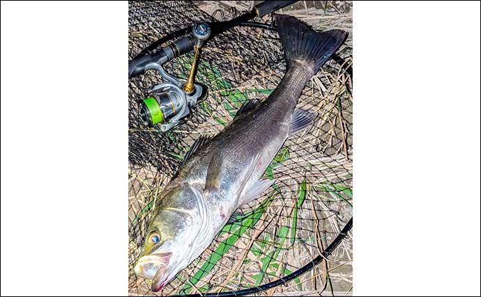 庄内川のリバーシーバスゲームで53cmヒット！【愛知】明暗の境界でスイッチヒッター炸裂