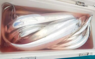 リレー便でタチウオ11匹＆良型アジ15匹を手中【静岡・わし丸】台風明け…