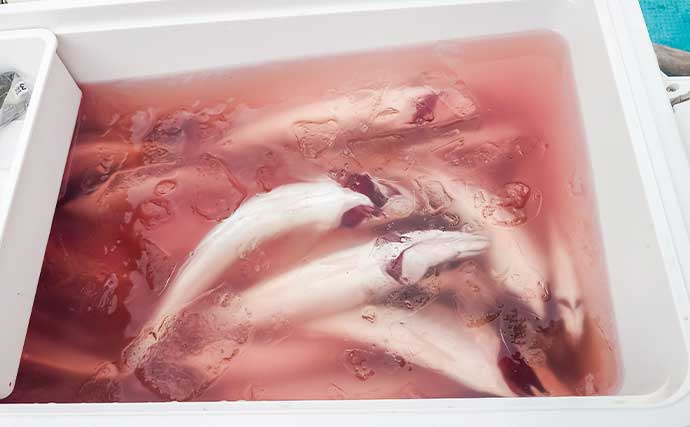 リレー便でタチウオ11匹＆良型アジ15匹を手中【静岡・わし丸】台風明けの海で好スタート