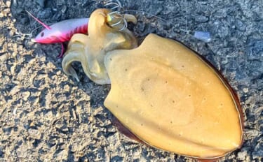 上天草エリアで3日間のエギング釣行【熊本】フッキングに苦戦しながらもモ…