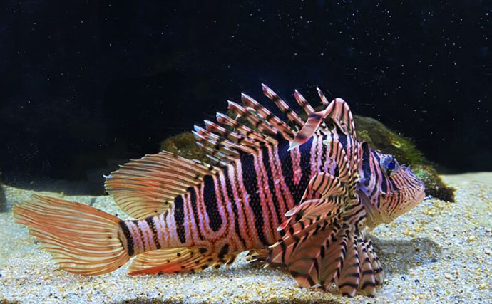 水中で魚を撮影するなら昼よりも夜がオススメな理由　魚に近づきやすいくなるから？