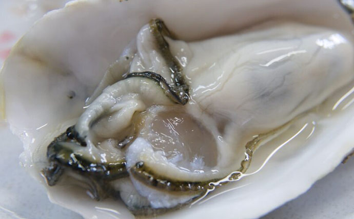 カキの旬は「夏」？それとも「冬」？　種類や産地によって異なる