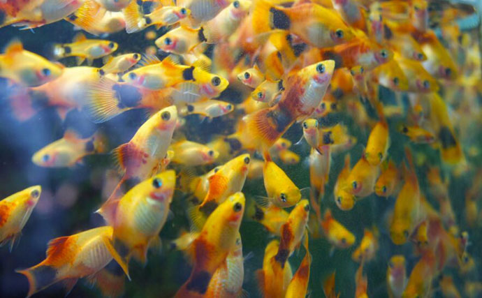 「その水槽大丈夫？」魚がたくさんいるキレイな水槽に迫る【過密水槽の危険】