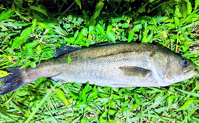 「大型ヒットに備えよう！」リバーシーバスゲームで70cm頭に良型を連打【千葉】