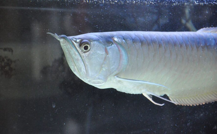 水槽内で魚同士のケンカが勃発！　ストレスを減らしてあげれば心穏やかに生活してくれる？