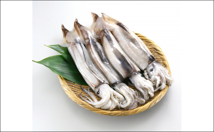 「イカといえばスルメイカ」は過去の話？　海外産の輸入イカの勢力が拡大中