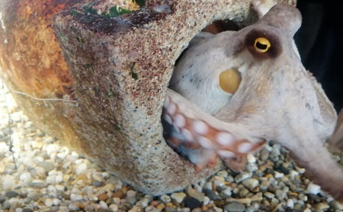 「クジラも身を守るために墨を吐く！」 墨の正体は暗赤褐色の糞便だった？