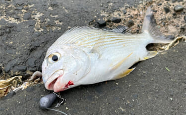 「冷凍アサリ＋直リグ＝アサリグ」でアタリ連発！【静岡】チヌにへダイをキ…