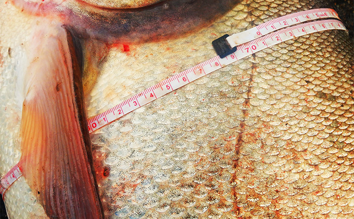 1泊2日で大型ハクレンを狙う【茨城・常陸利根川】メーター超え本命と嬉しい対面！