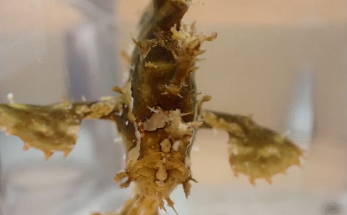 捨てられたペットボトルは【魚の死のゆりかご】　海洋ゴミによる見逃しがちな悪影響とは？