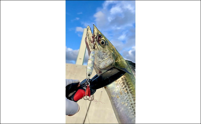 大阪湾奥に待望のサゴシ到来！『大阪南港魚つり園』でのショアジギングで連日キャッチ成功