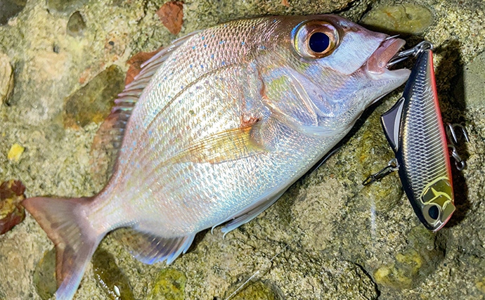 浜名湖でルアー釣りを楽しむなら「ライトゲームタックル」が圧倒的にオススメな理由