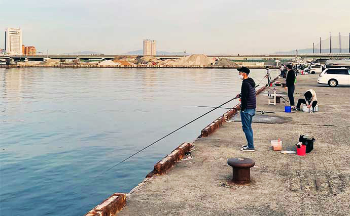 「魚が見えるから昼でも釣れる！」偏光サングラス『Gillsee』で難しいデイアジングを攻略【兵庫・淡路島】