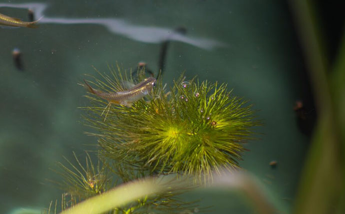 ベランダのビオトープで「メダカ」が産卵！　水草に卵を産み付ける瞬間を目撃