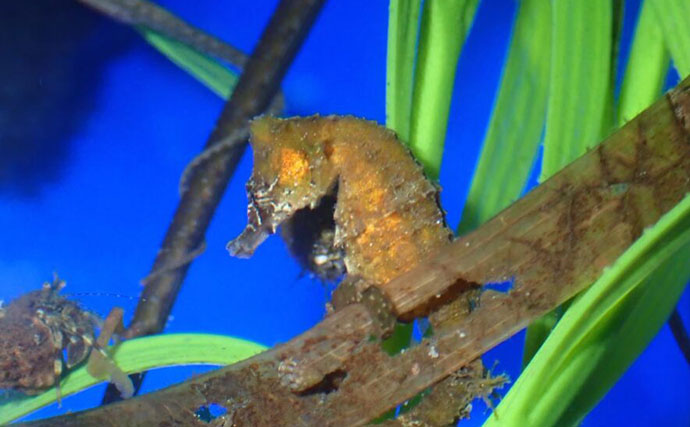 生き物好きが海から徒歩30秒の場所に住んでみたら部屋中が水槽だらけになった