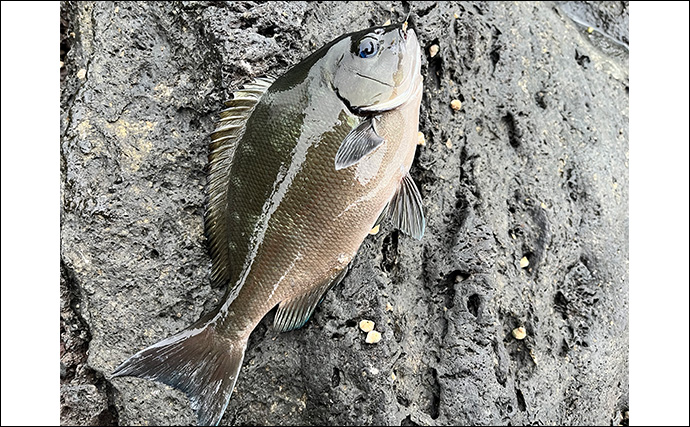 「スマートウォッチの有無で釣果が決まる？」 伊豆大島を１周して磯釣りポイントを探索してみた