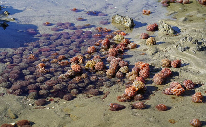 「魚卵好きの日本人なら分かって当然？」キャビア、カラスミ、ブリコ・・何の魚の卵？