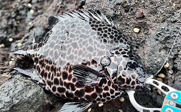 「スマートウォッチの有無で釣果が決まる？」 伊豆大島を１周して磯釣りポイントを探索してみた